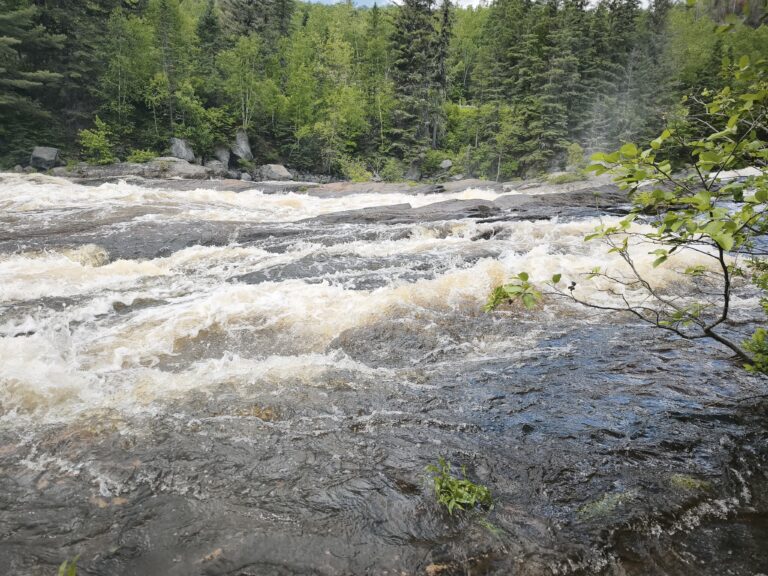 Haskap-Farm am Lac Saint-Jean – Foto 6