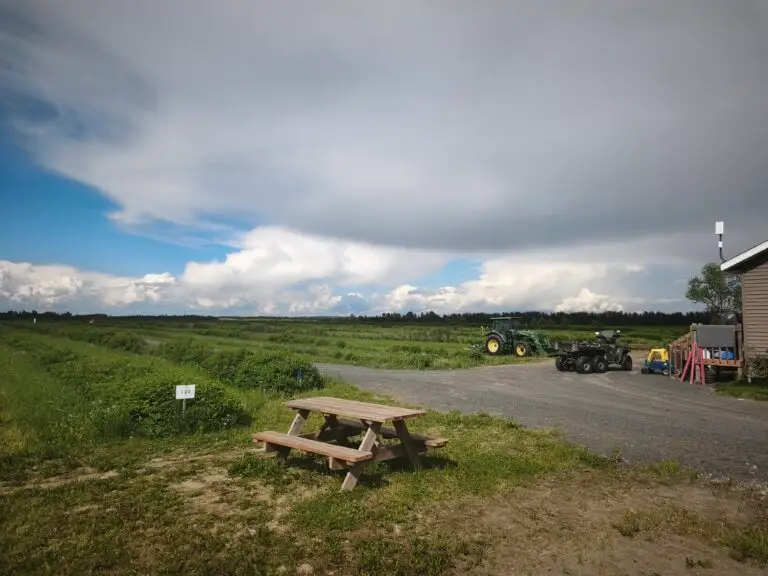 Haskap-Farm am Lac Saint-Jean – Foto 21
