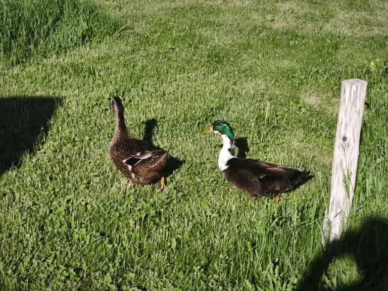 Haskap-Farm am Lac Saint-Jean – Foto 24