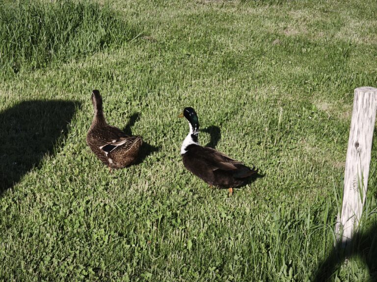 Haskap-Farm am Lac Saint-Jean – Foto 25