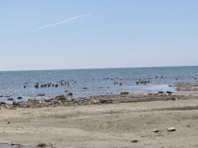 Singing Sands am Lake Huron – Foto 20 (Sabine)