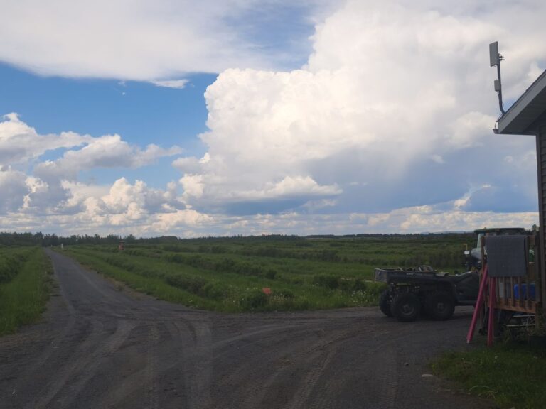 Haskap-Farm am Lac Saint-Jean – Foto 17 (Sabine)