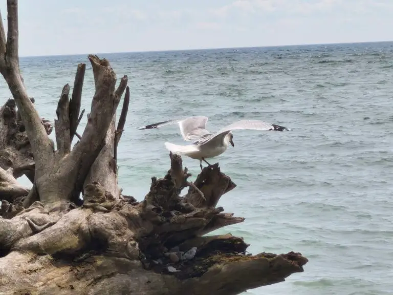 Ruhetag im Presqu’ile Provincial Park – Foto 7 (Sabine)