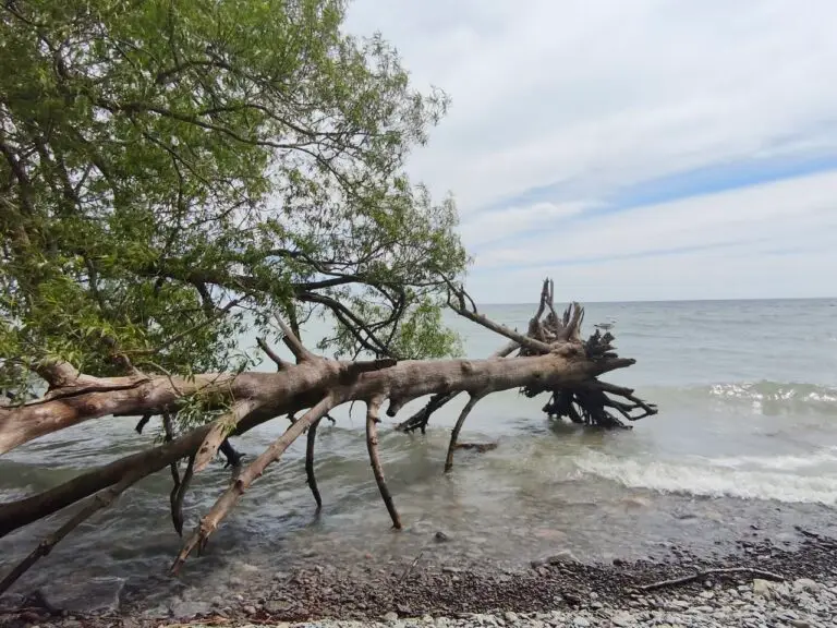 Ruhetag im Presqu’ile Provincial Park – Foto 9 (Sabine)