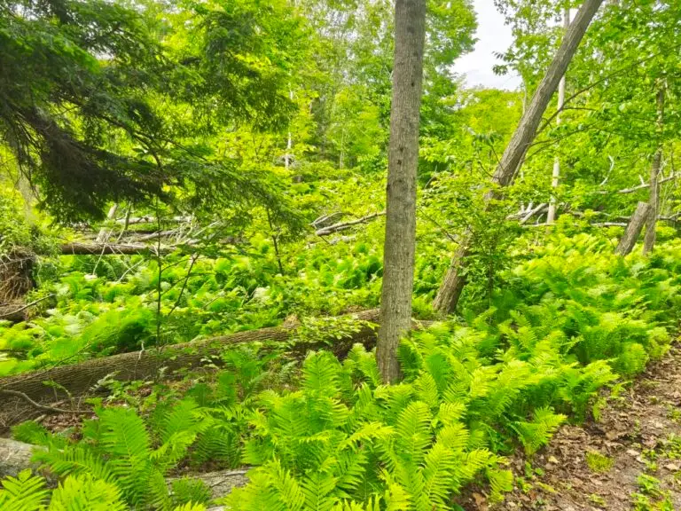 Ruhetag im Presqu’ile Provincial Park – Foto 10 (Sabine)